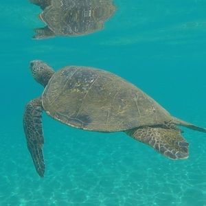 Meet your Posher, Jordan